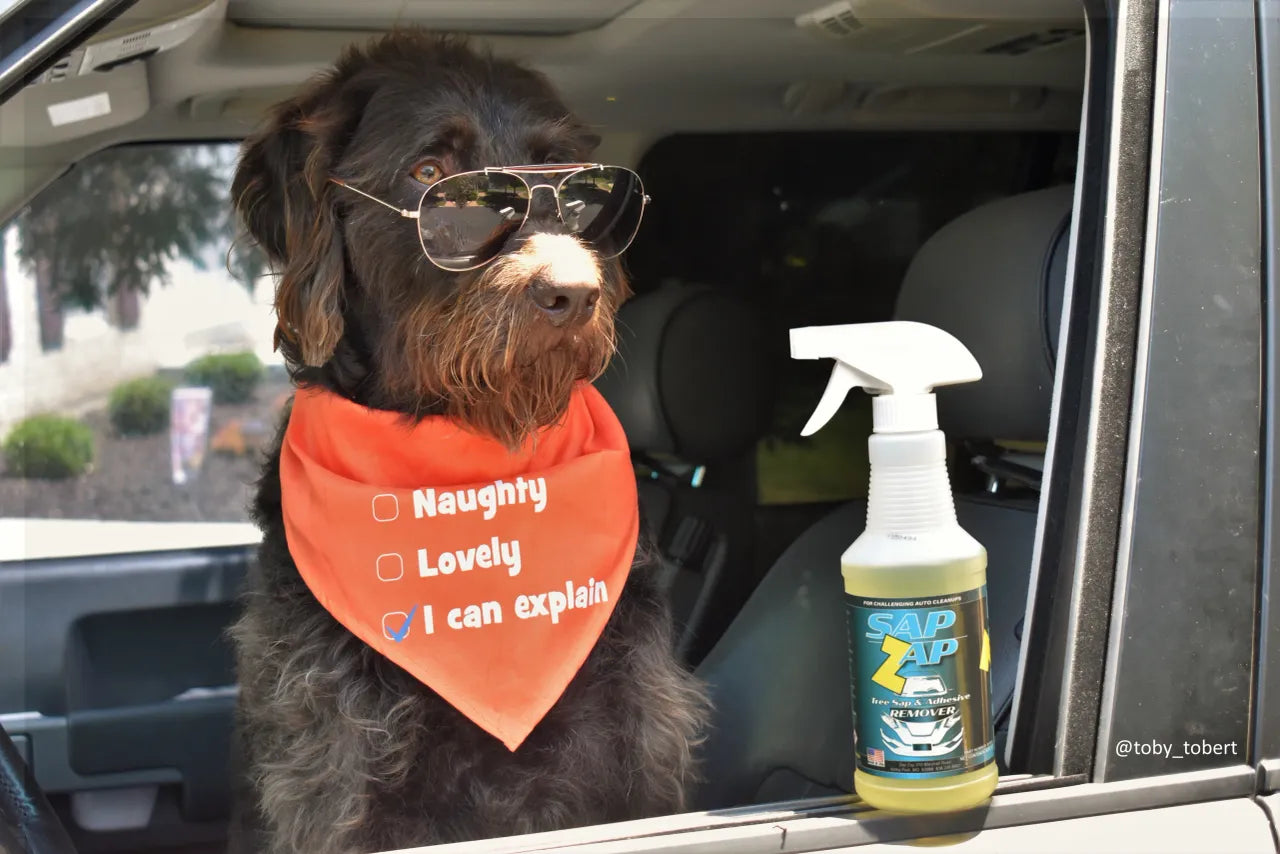 How To Remove Tree Sap From Your Car - Beware Of These DIY'S!