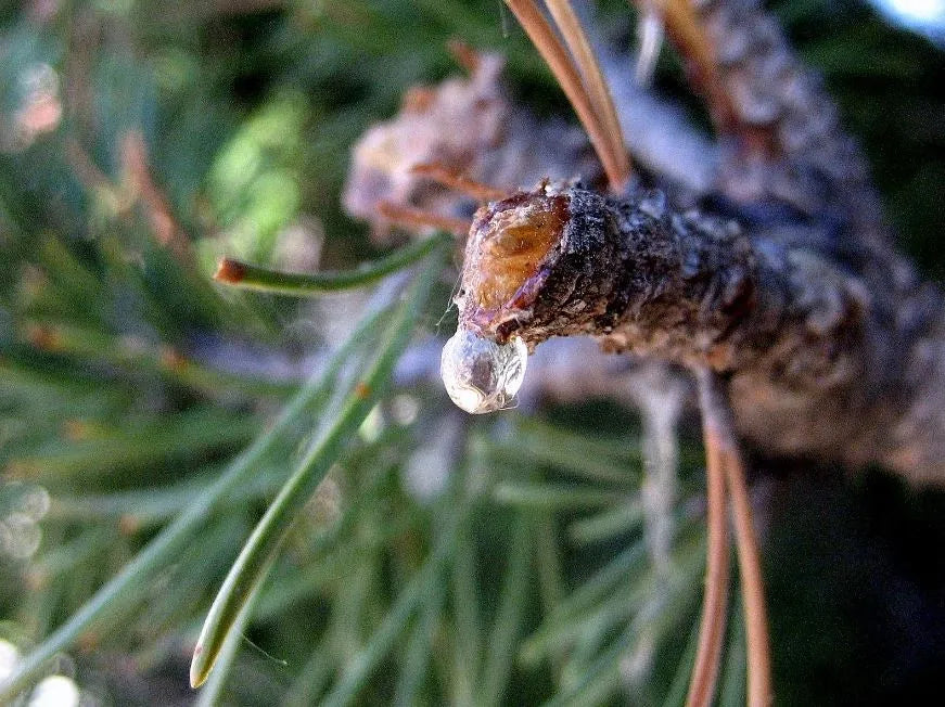 Tree Sap Stuck on Car? Find Out If the Type of Tree Sap Matters.
