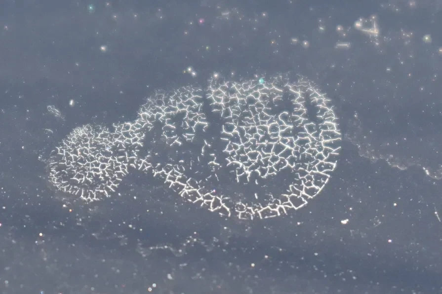 Tree Sap Damage on Cars: If You See This, It Might Be Too Late